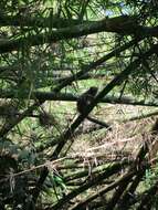 Image of Sambirano Bamboo Lemur