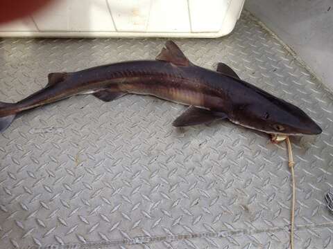 Image of North Pacific Spiny Dogfish