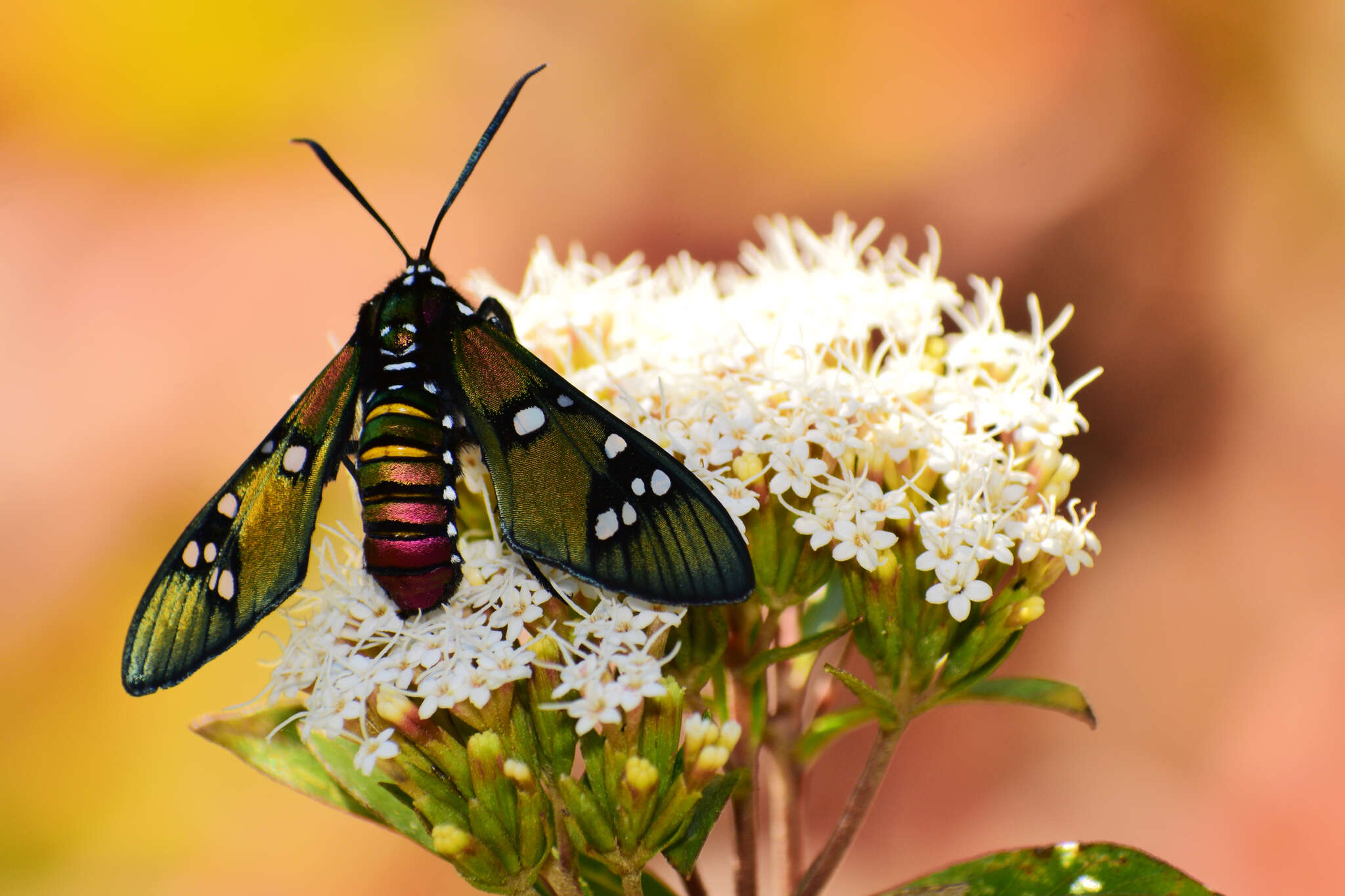 Image of Princely tiger moth