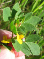 Image de Acmispon wrangelianus (Fisch. & C. A. Mey.) D. D. Sokoloff