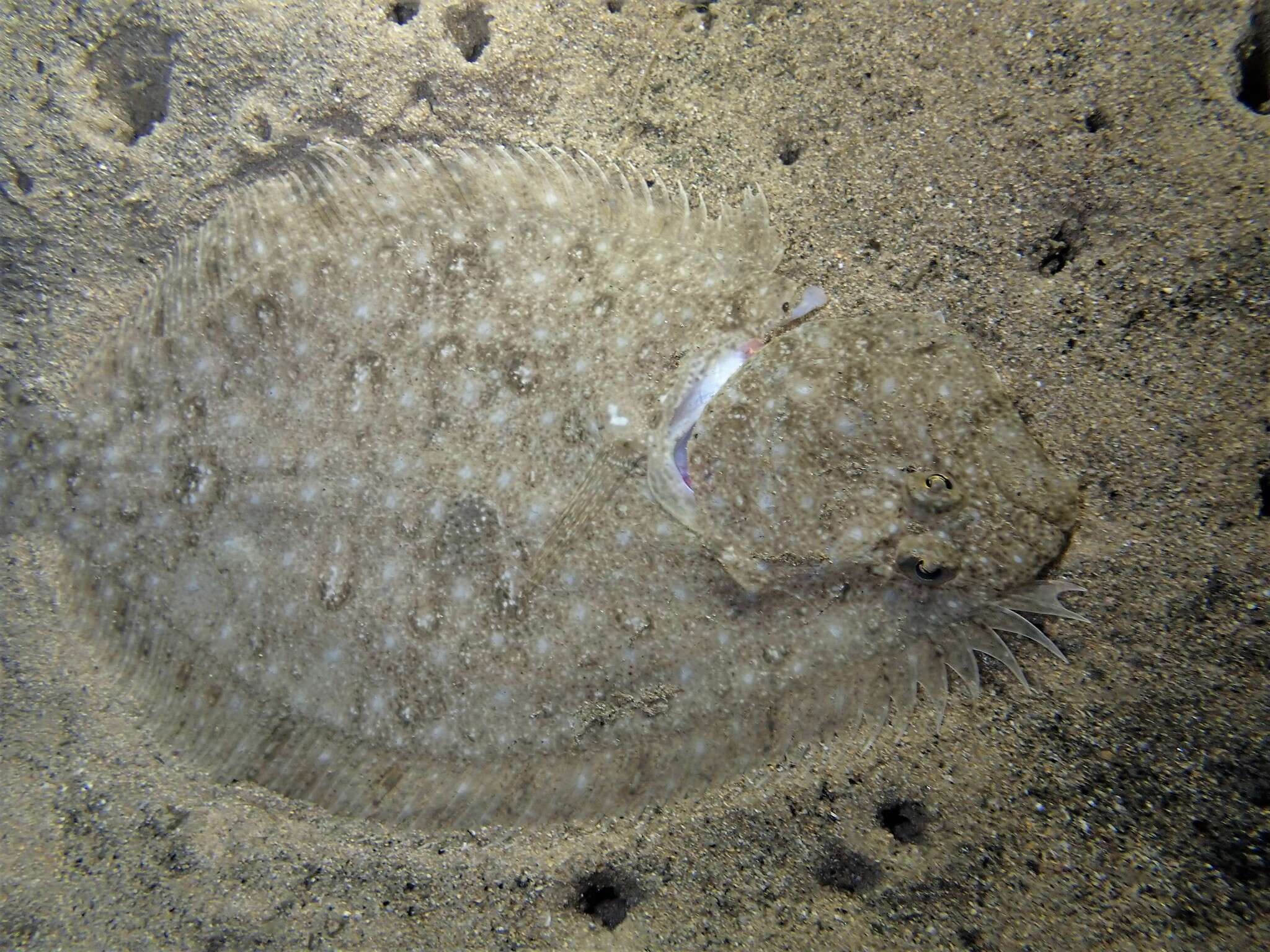 Image of False brill