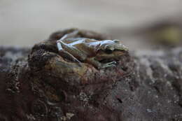 Image of Paraiba Robber Frog