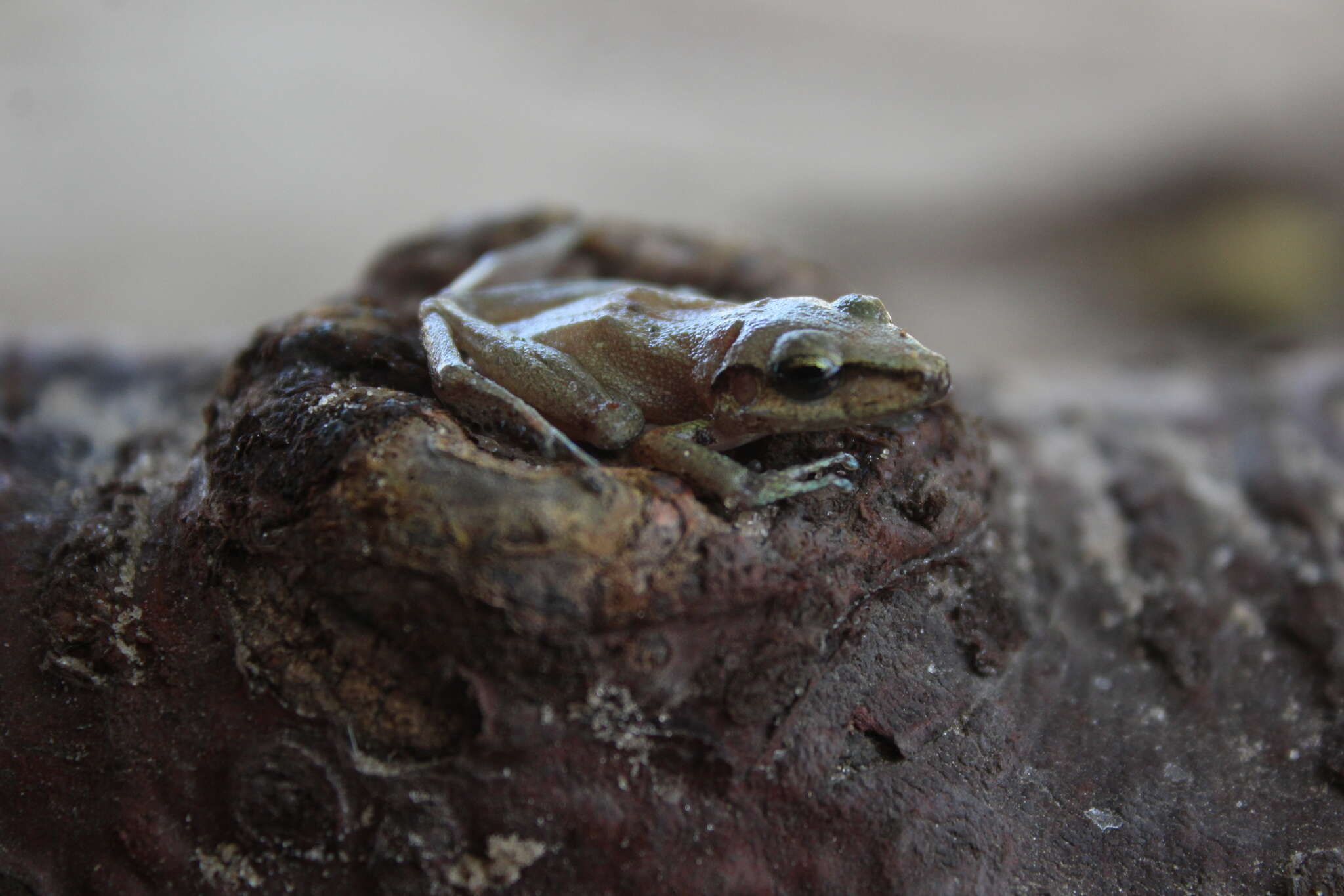 Image of Paraiba Robber Frog