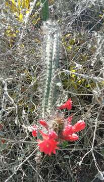 Image of Cleistocactus sepium (Kunth) F. A. C. Weber