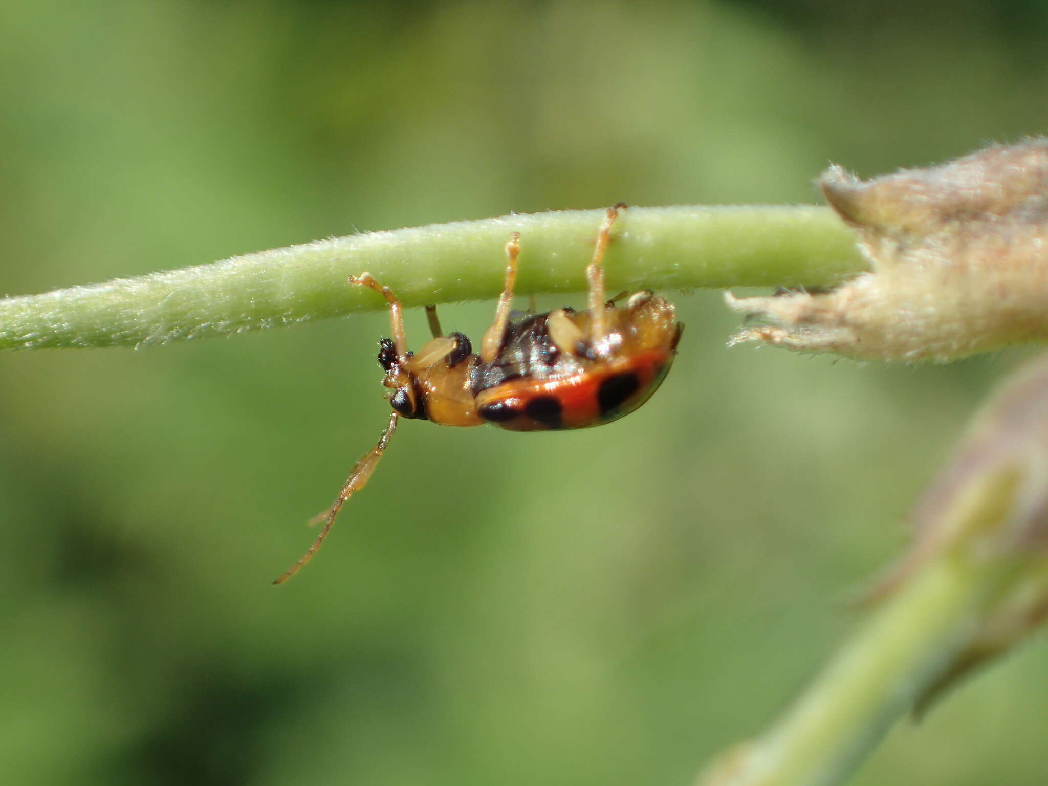 Sivun Cerotoma ruficornis (Olivier 1791) kuva