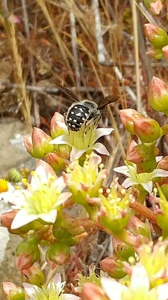 Imagem de Anthidium collectum Huard 1896