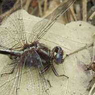 Image of Phanogomphus lividus (Selys 1854)