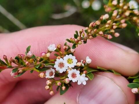 Image of Thryptomene calycina (Lindley) Stapf