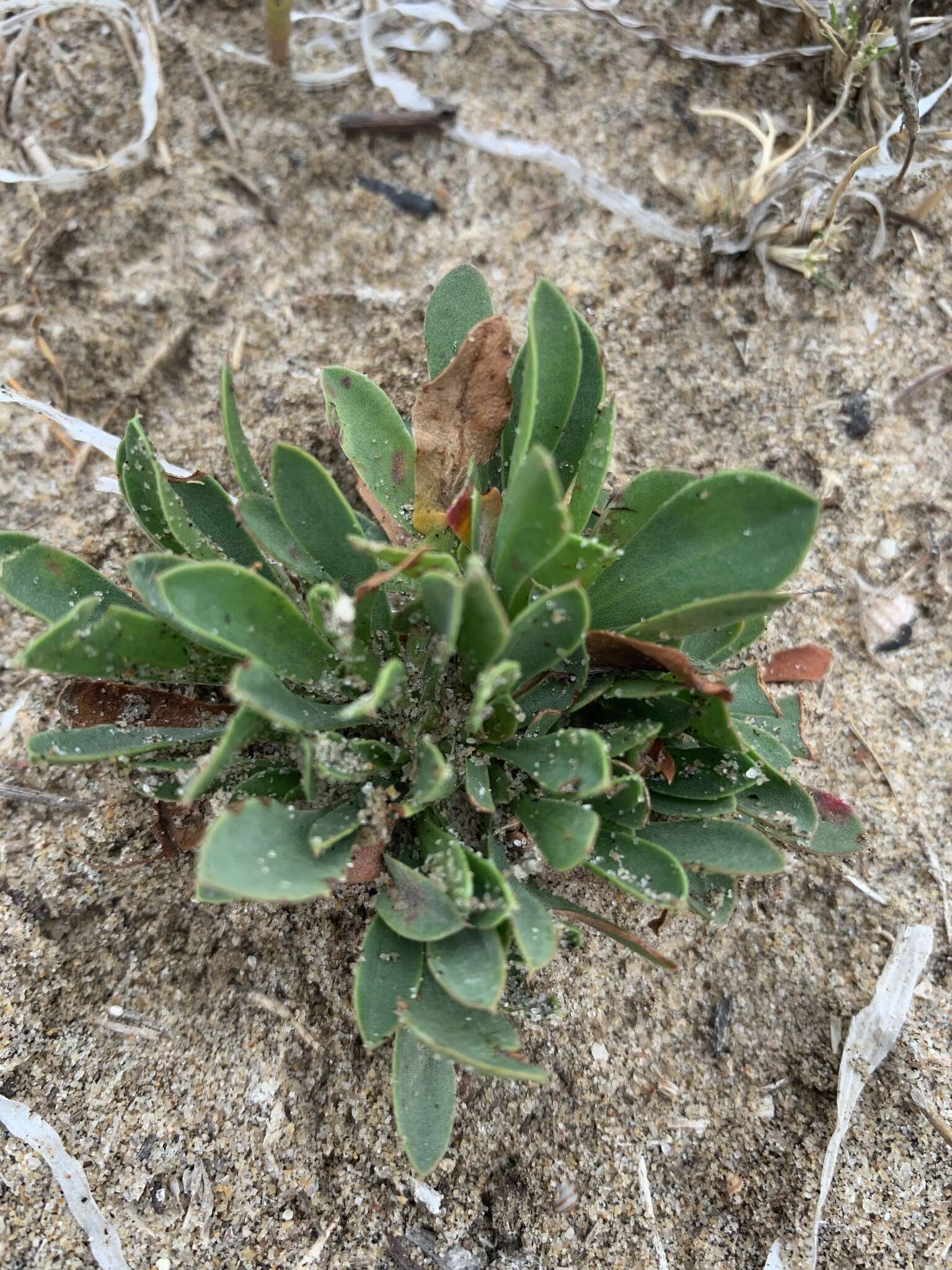 Image of Algerian sea lavender