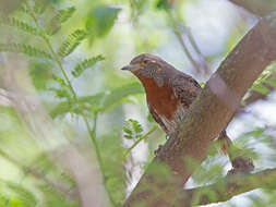 Image of Jynx ruficollis aequatorialis Rüppell 1842