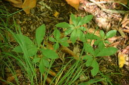 Image of Yellow Azalea