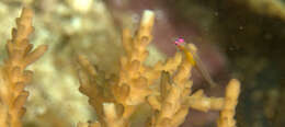 Image of Hovering whipgoby
