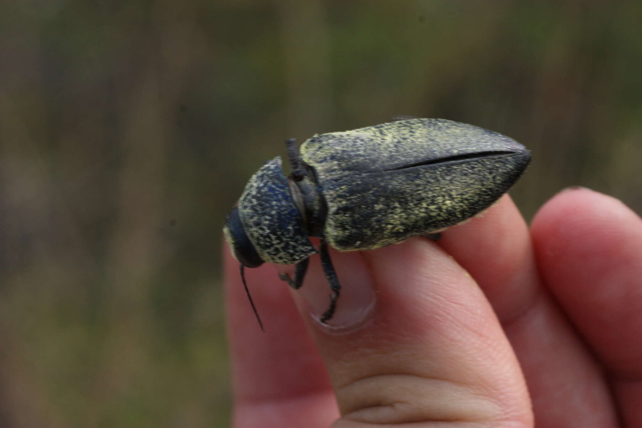 صورة Gyascutus caelatus (Le Conte 1858)