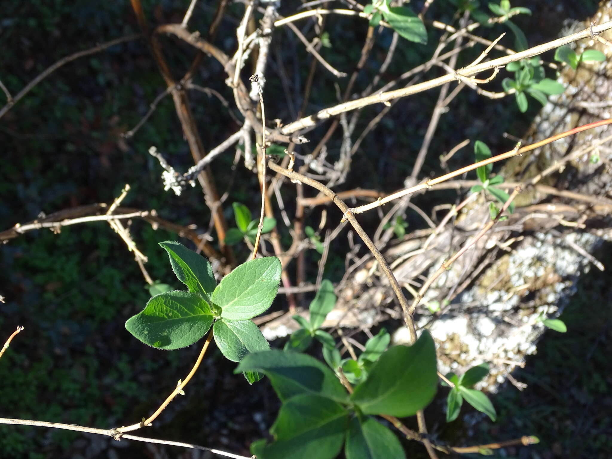 Image de Lonicera periclymenum subsp. hispanica (Boiss. & Reuter) Nyman