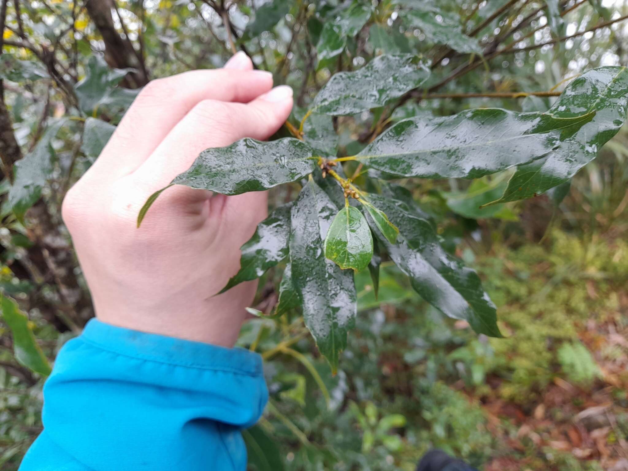 Image of Quercus longinux Hayata