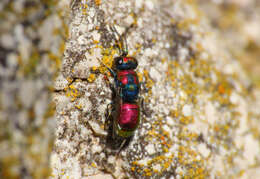 Image of <i>Chrysura candens</i>