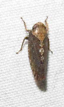 Image of Excultanus