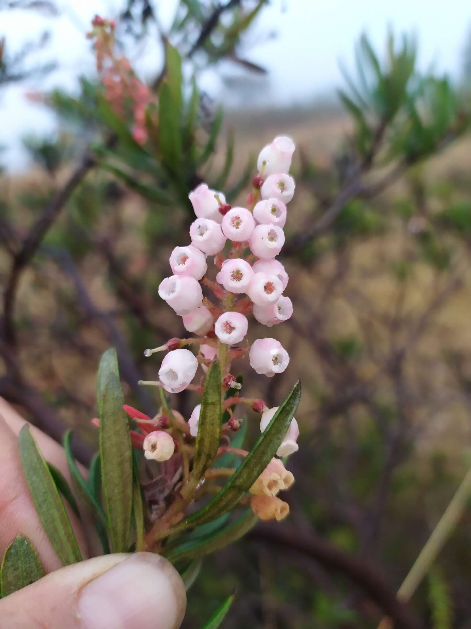 Слика од Comarostaphylis polifolia subsp. polifolia