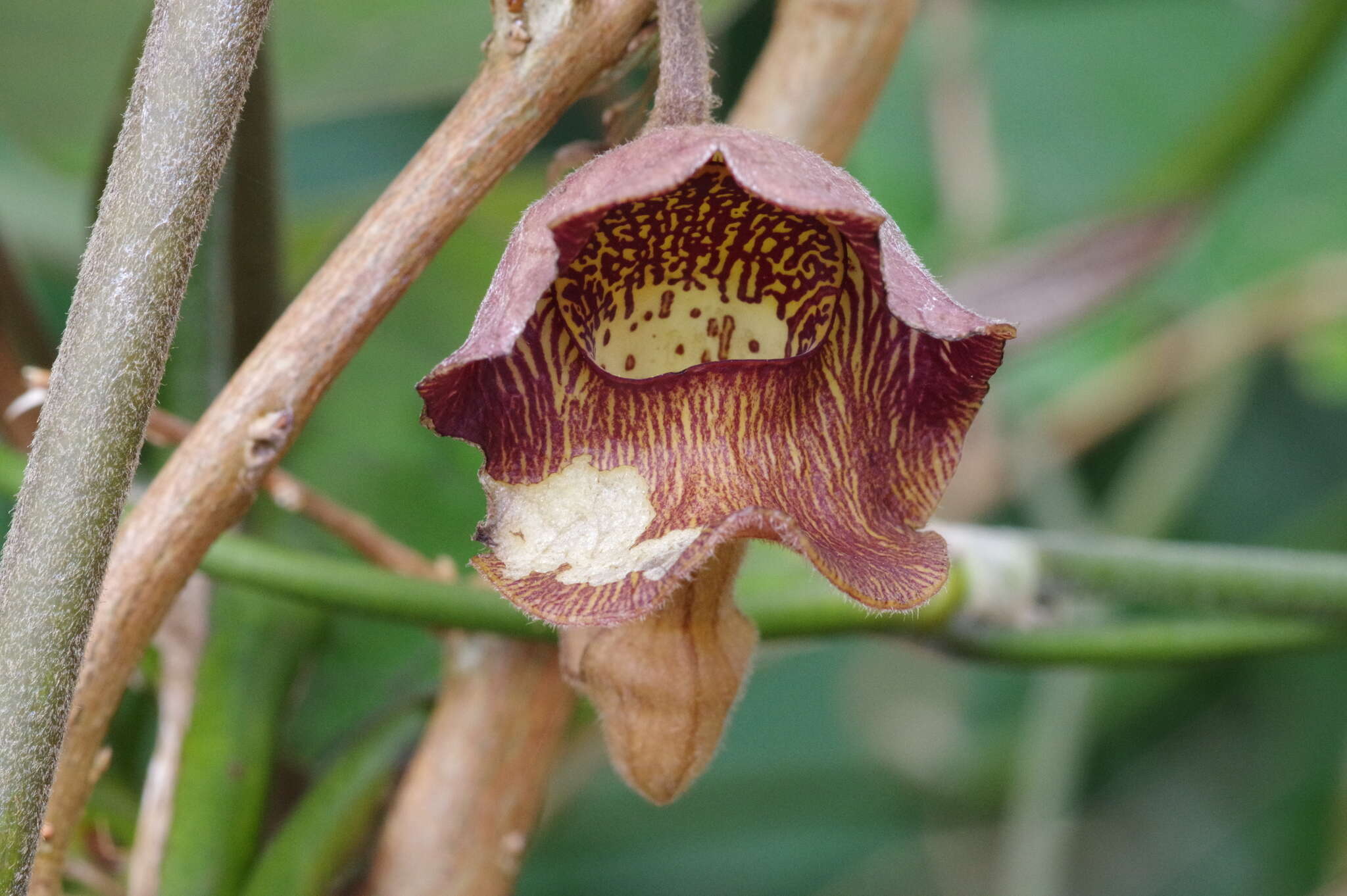 Image of Aristolochia liukiuensis Hatusima