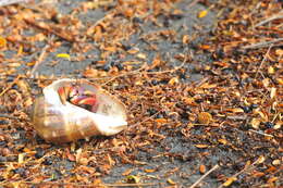 Image of West Indian crown conch