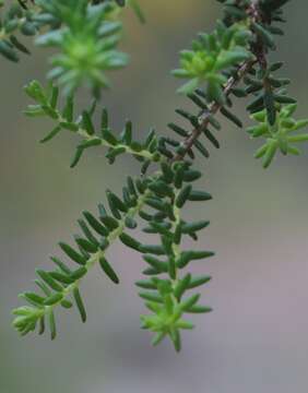 Image de Melaleuca blaeriifolia Turcz.