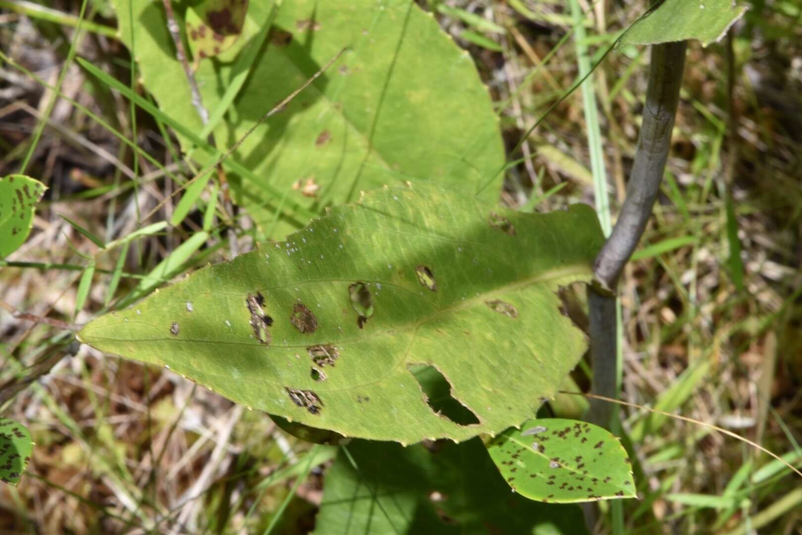 Image of roughleaf coneflower