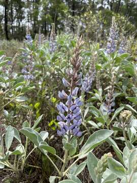 Image of Gulf Coast lupine