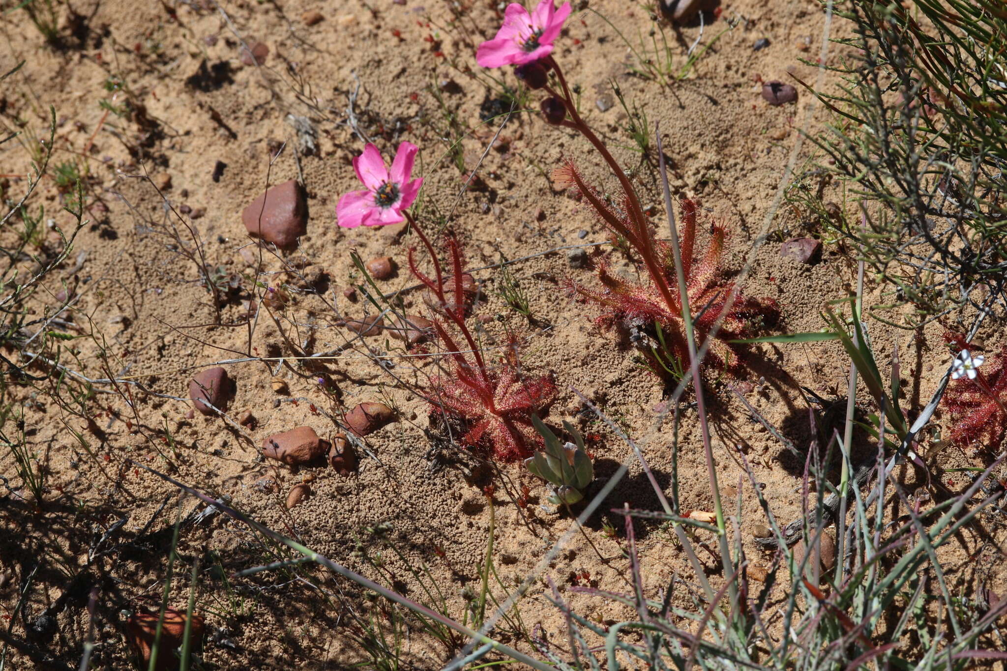 Image of <i>Drosera variegata</i> Debbert