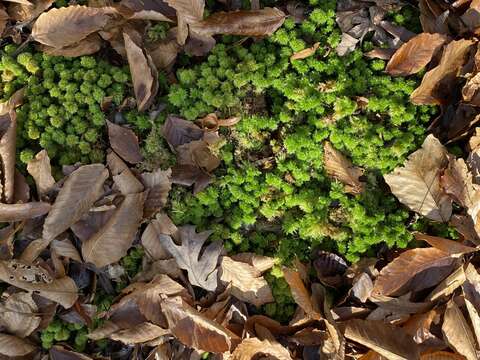 Image of pale bog-moss