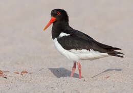 Image of oystercatcher, eurasian oystercatcher