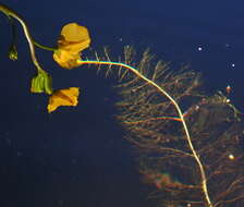 Слика од Utricularia floridana Nash