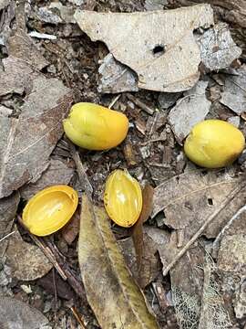 Image de Balanops australiana F. Muell.