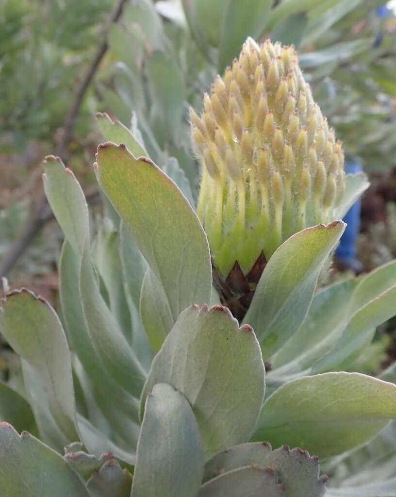 Image of Silver-leaf wheel pincushion