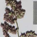 Image of Eragrostis brizantha Nees