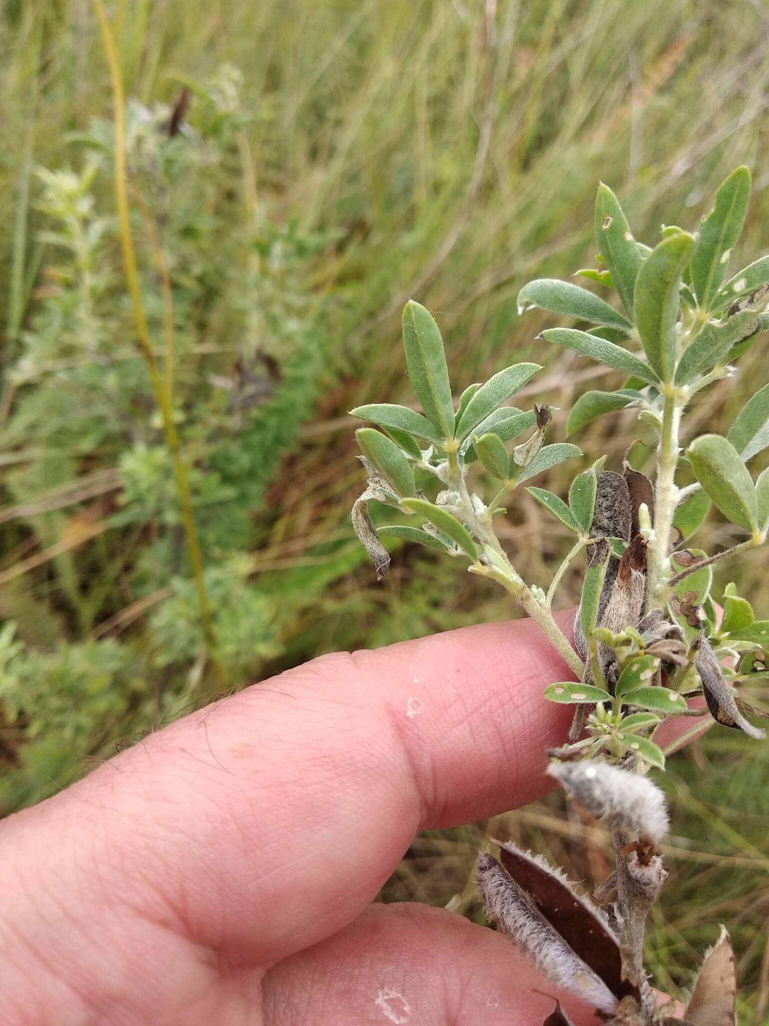 Image of Cytisus ruthenicus Wol.