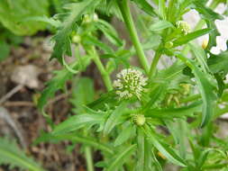 Imagem de Acicarpha tribuloides Juss.