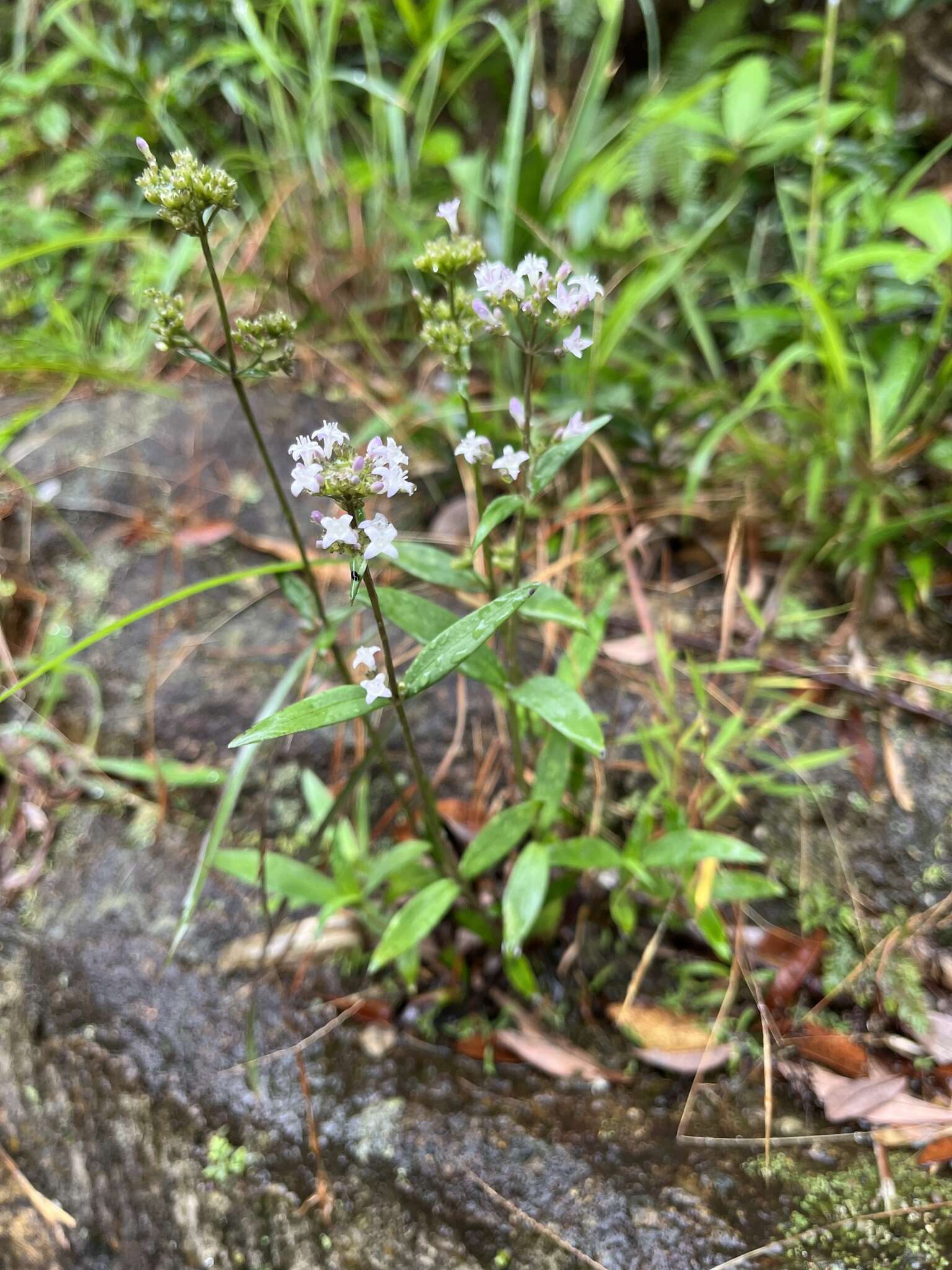 Image of Hedyotis lancea Thunb. ex Maxim.