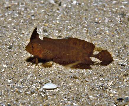 Image de Cristiceps argyropleura Kner 1865