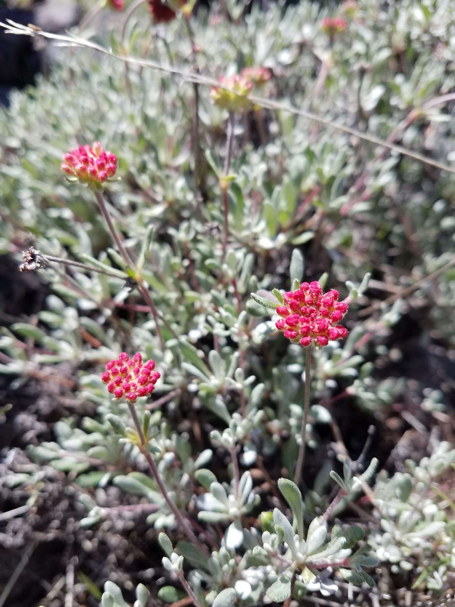 Image of thymeleaf buckwheat