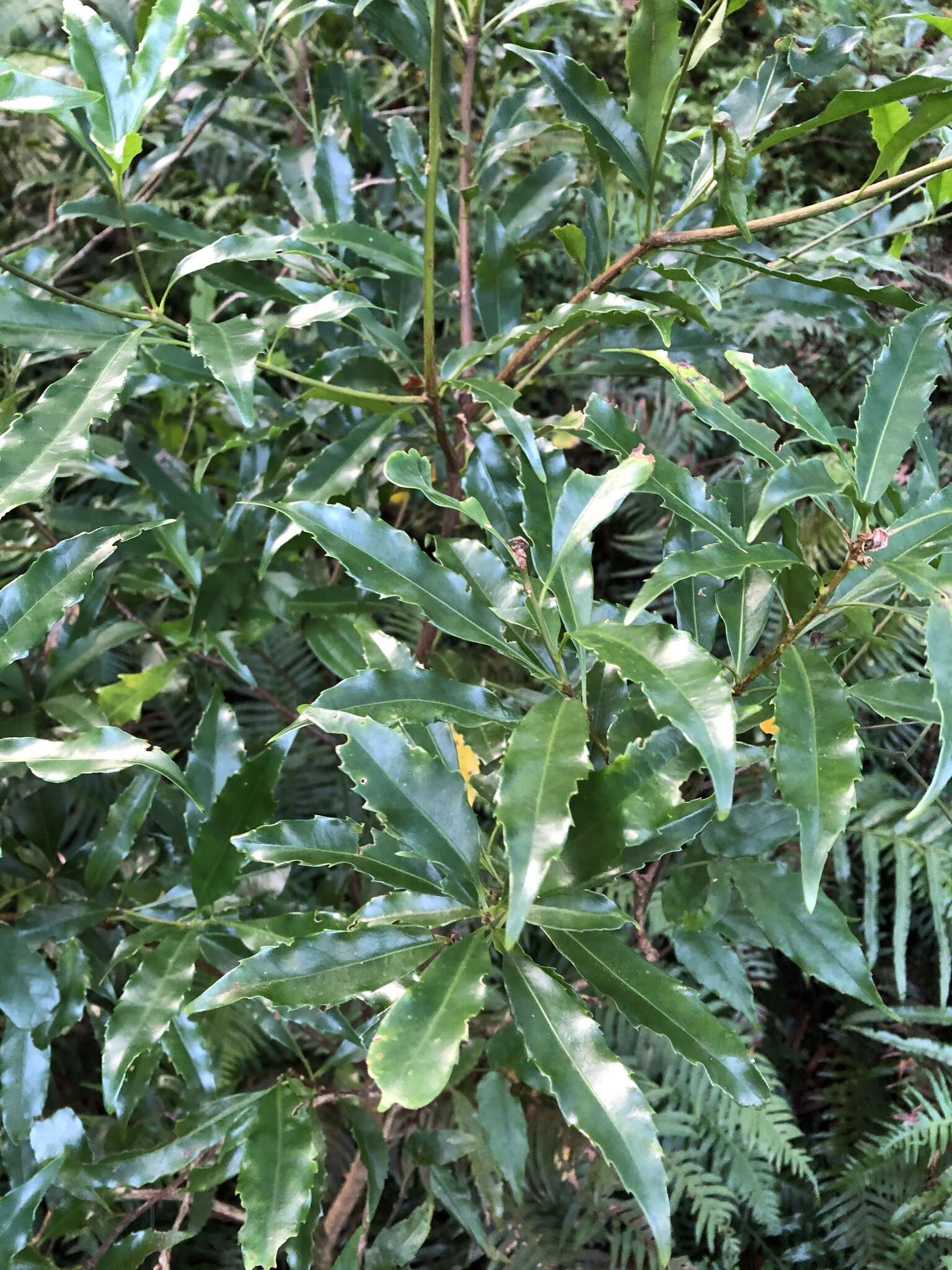 Image de Helicia cochinchinensis Lour.