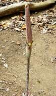 Amorphophallus variabilis Blume resmi