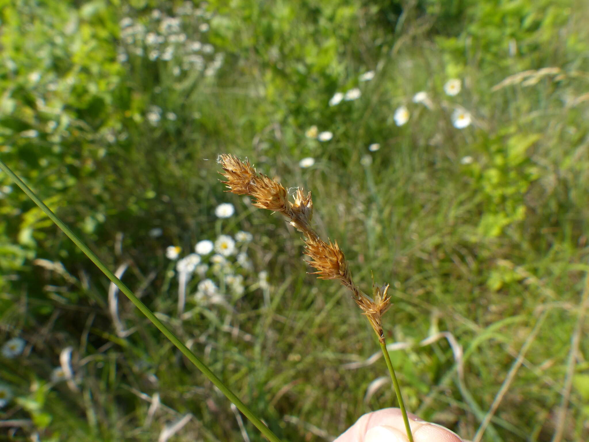 Image of Bicknell's sedge