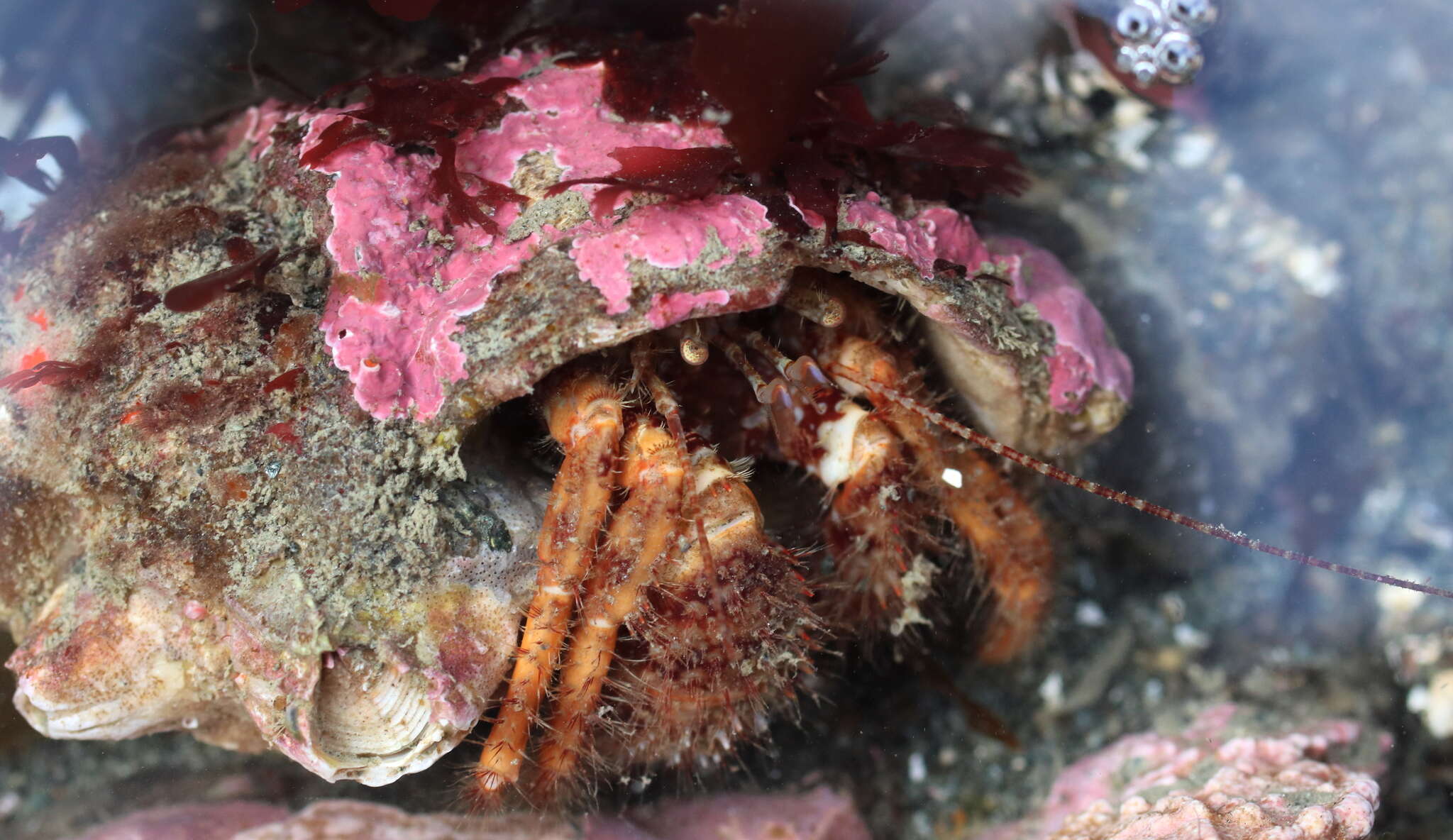 Image of bluespine hermit crab