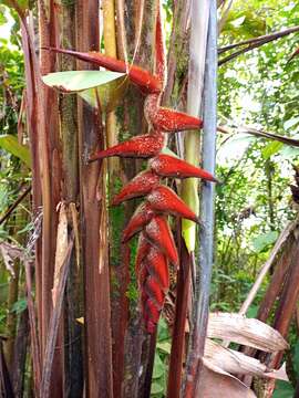 Image of Heliconia danielsiana W. J. Kress