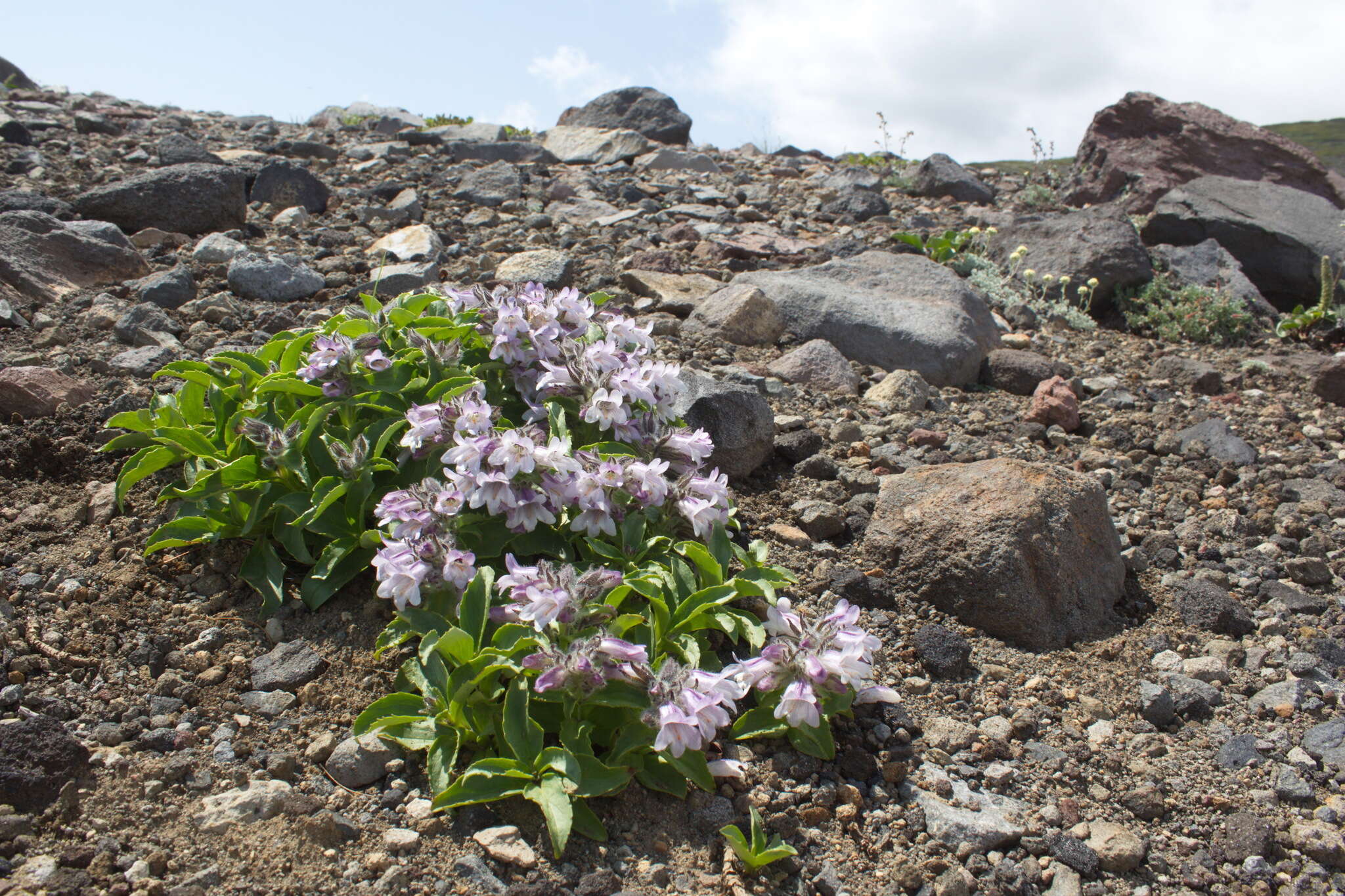 Image of Pennellianthus frutescens (Lamb.) Crosswhite