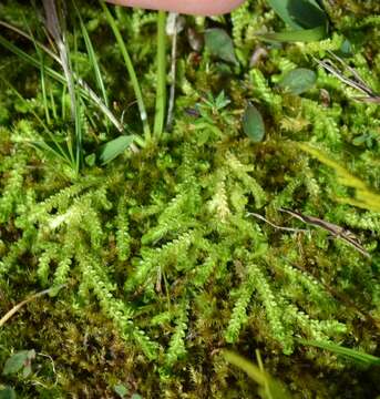 Image de Selaginella eclipes Buck