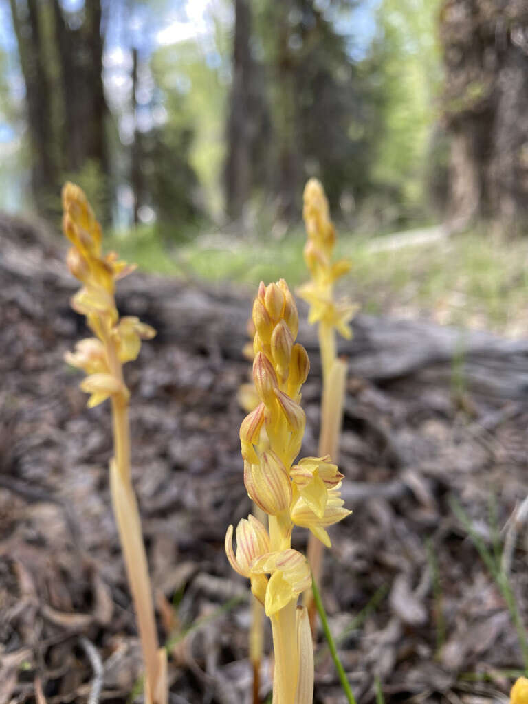 Image of Vreeland's coralroot