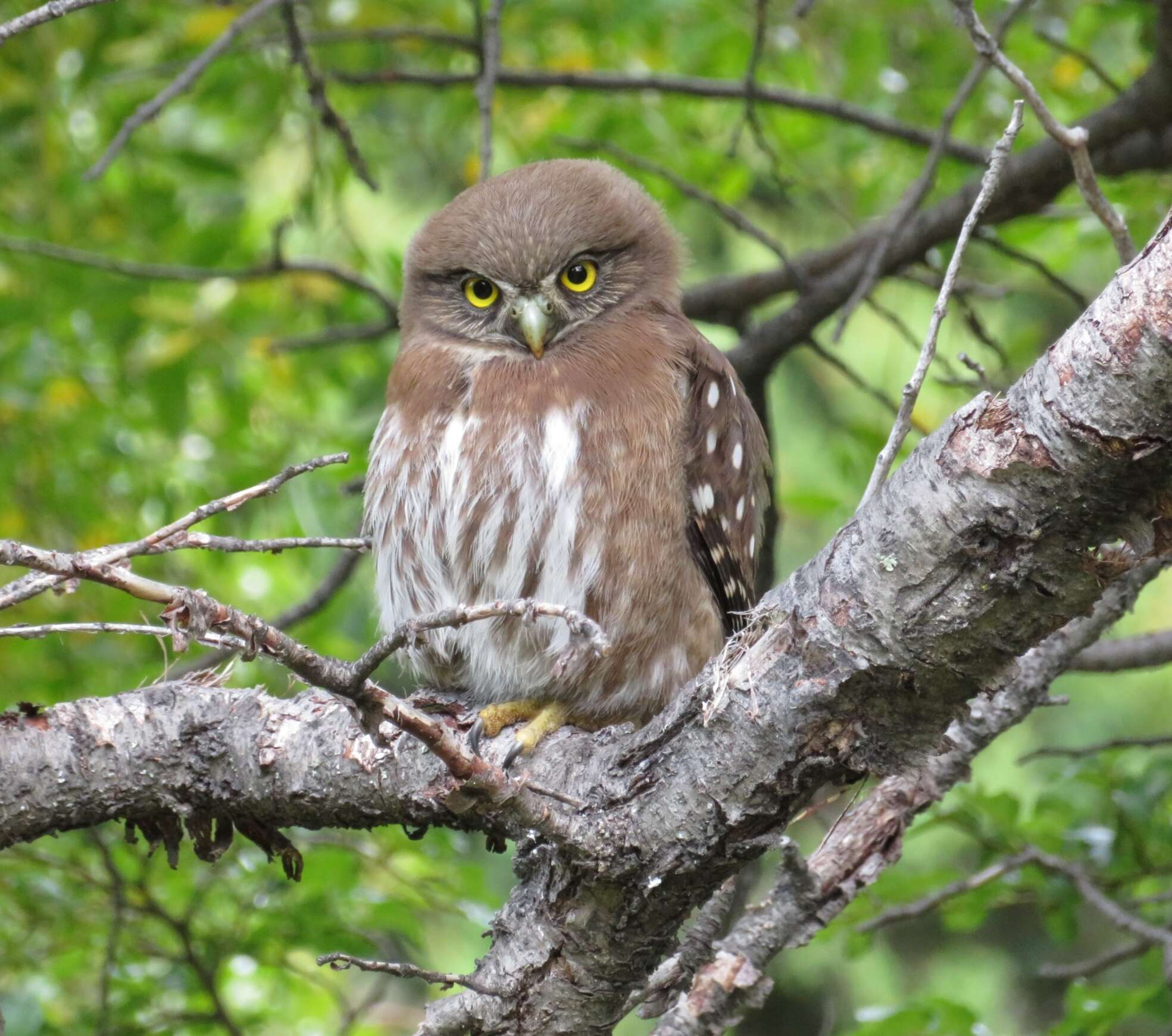 Image of Austral Pygmy Owl