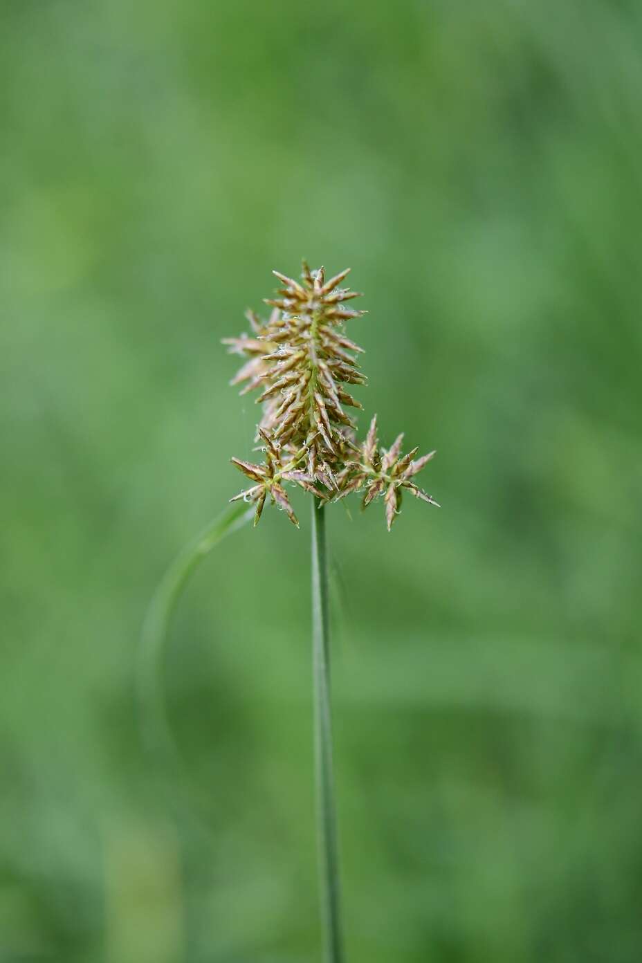 صورة Cyperus manimae Kunth