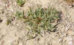 Imagem de Atriplex serenana var. davidsonii (Standl.) Munz